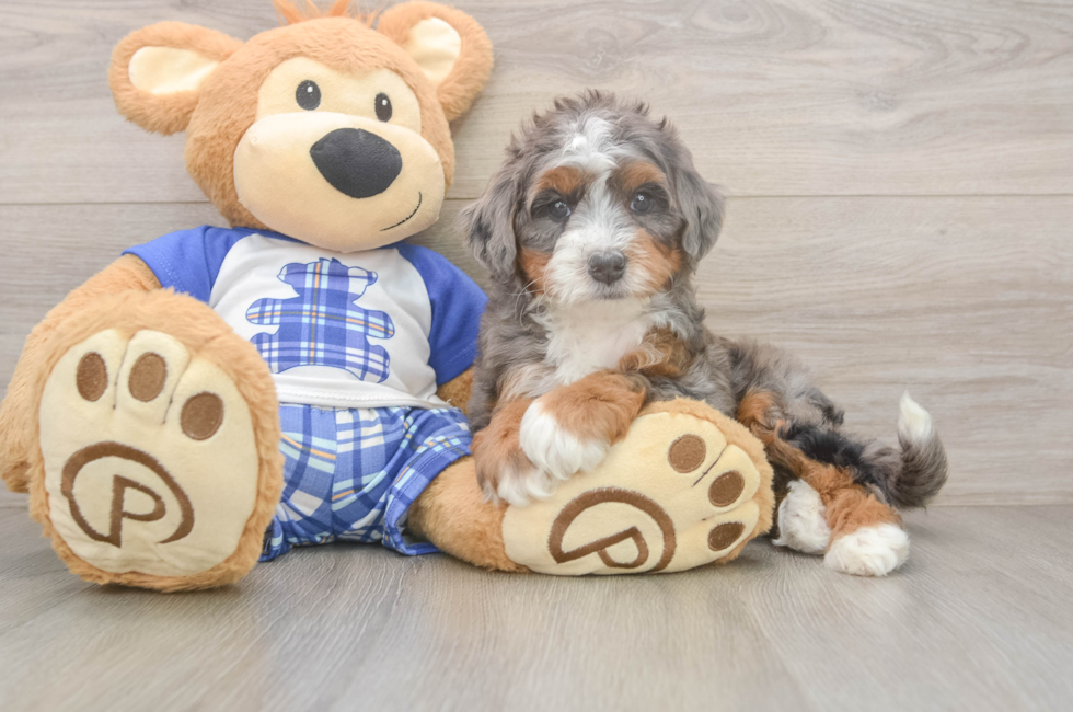 5 week old Mini Bernedoodle Puppy For Sale - Florida Fur Babies