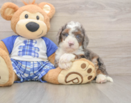 6 week old Mini Bernedoodle Puppy For Sale - Florida Fur Babies