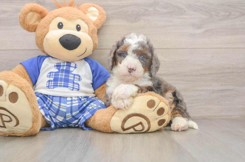 5 week old Mini Bernedoodle Puppy For Sale - Florida Fur Babies