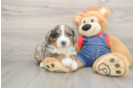 Best Mini Bernedoodle Baby
