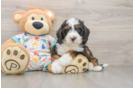 Hypoallergenic Mini Bernadoodle Poodle Mix Puppy