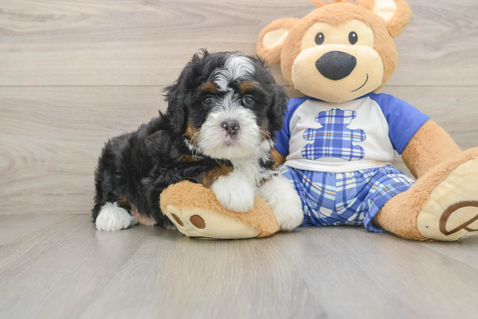 Mini Bernedoodle Pup Being Cute