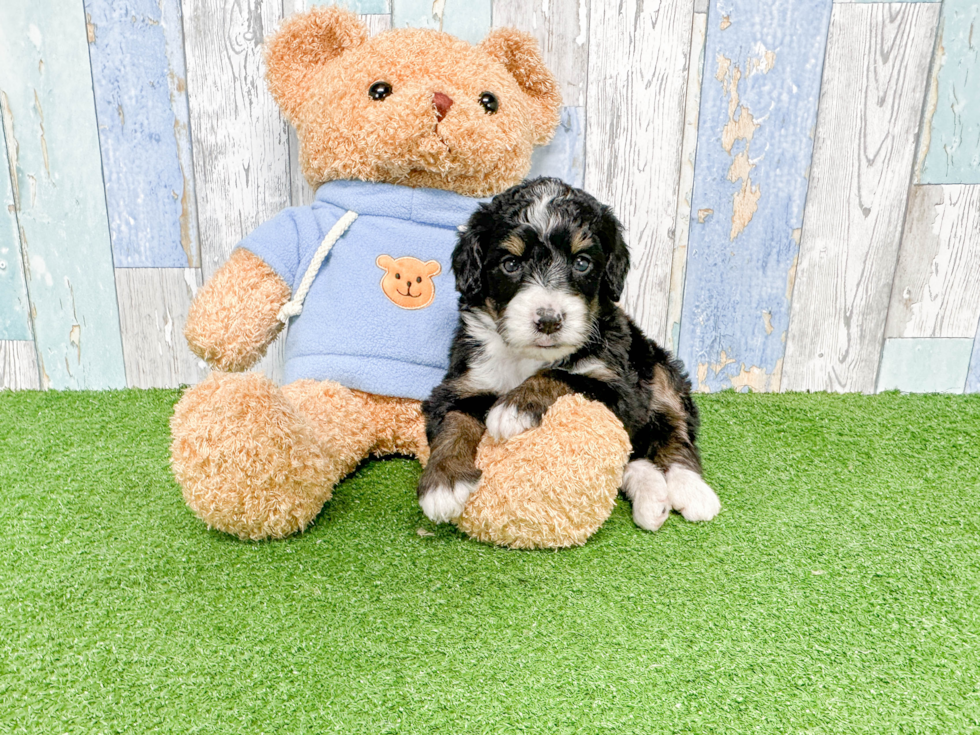 Mini Bernedoodle Puppy for Adoption