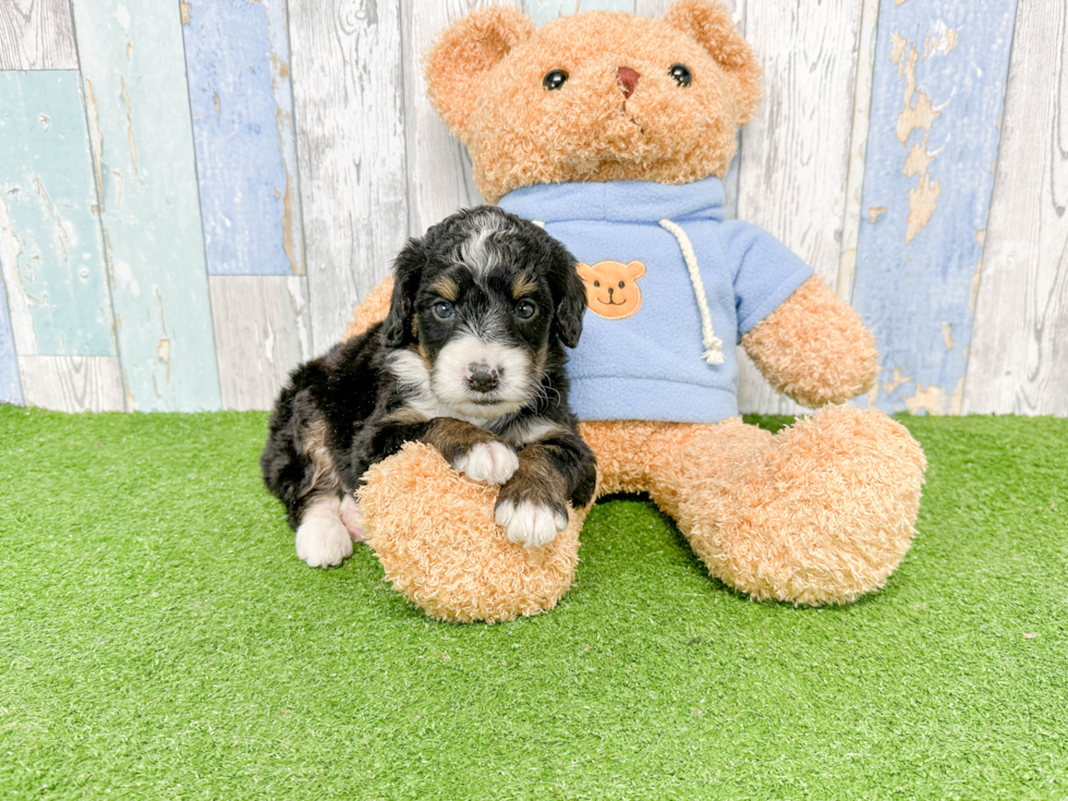 Fluffy Mini Bernedoodle Poodle Mix Pup
