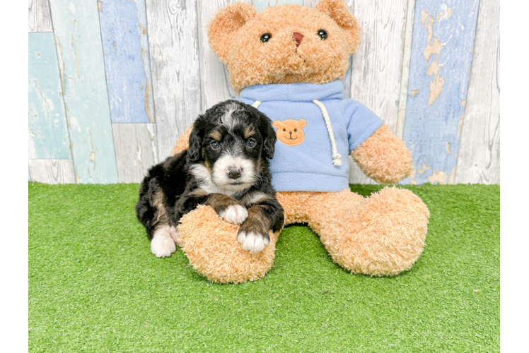 Cute Mini Bernedoodle Baby