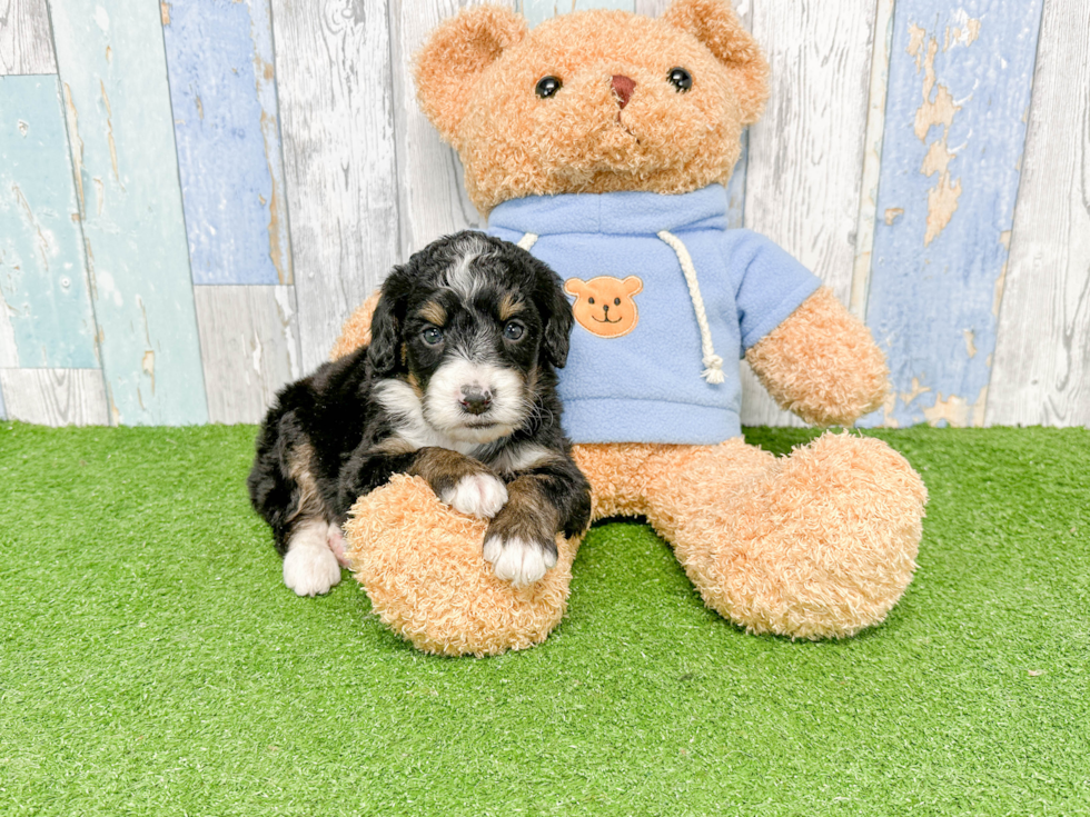 Cute Mini Bernedoodle Baby