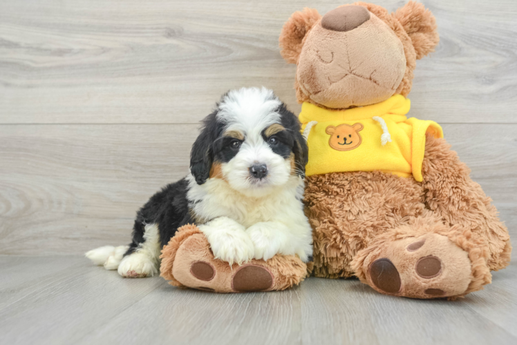 Mini Bernedoodle Puppy for Adoption