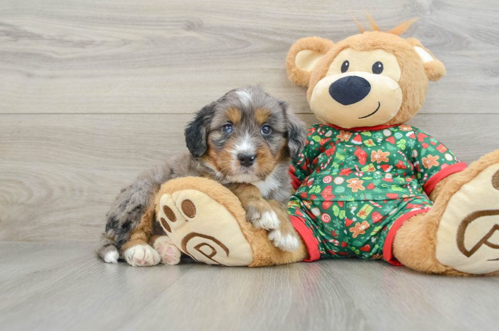 5 week old Mini Bernedoodle Puppy For Sale - Florida Fur Babies