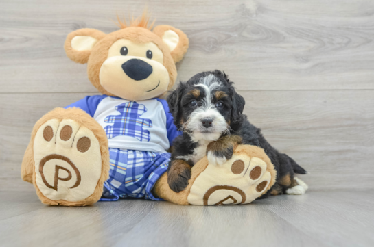 Mini Bernedoodle Pup Being Cute