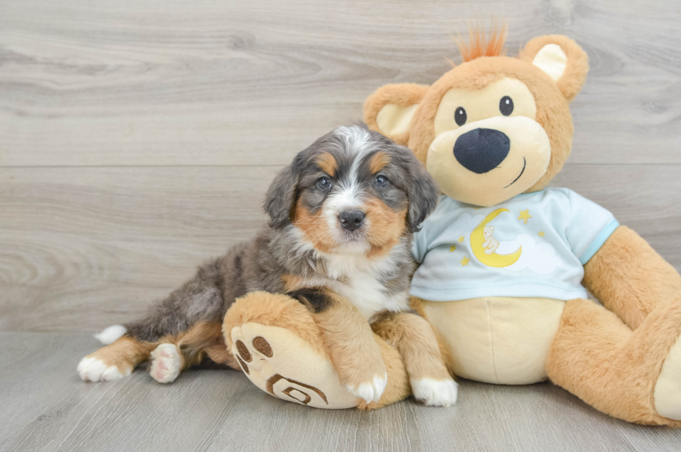 5 week old Mini Bernedoodle Puppy For Sale - Florida Fur Babies