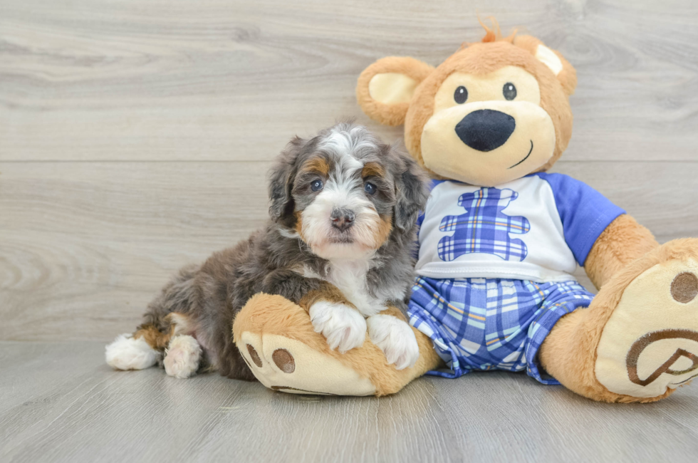 6 week old Mini Bernedoodle Puppy For Sale - Florida Fur Babies