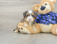 7 week old Mini Bernedoodle Puppy For Sale - Florida Fur Babies