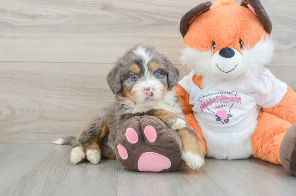 5 week old Mini Bernedoodle Puppy For Sale - Florida Fur Babies