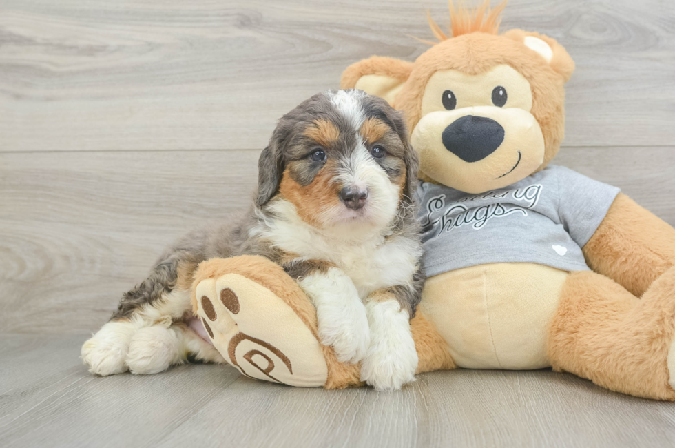 5 week old Mini Bernedoodle Puppy For Sale - Florida Fur Babies