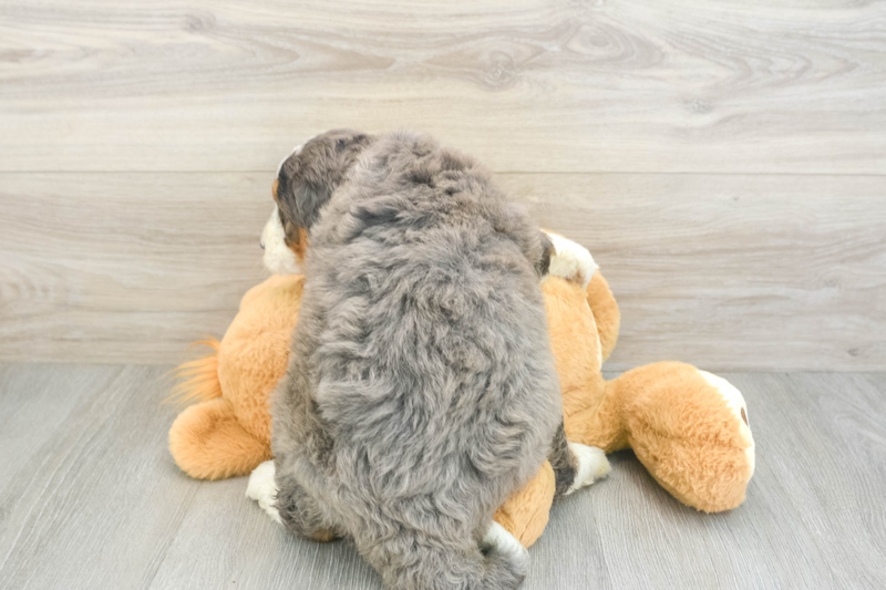 Meet Jeffy - our Mini Bernedoodle Puppy Photo 2/3 - Florida Fur Babies