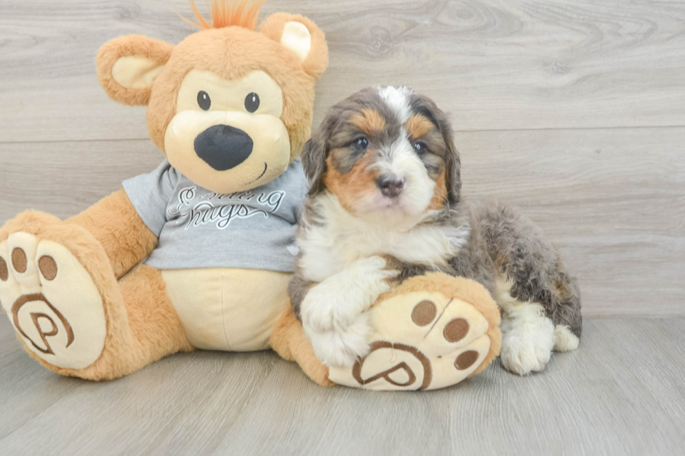 Petite Mini Bernedoodle Poodle Mix Pup