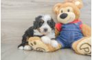 Mini Bernedoodle Puppy for Adoption