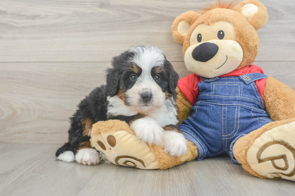 Mini Bernedoodle Puppy for Adoption