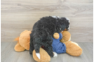 Mini Bernedoodle Pup Being Cute