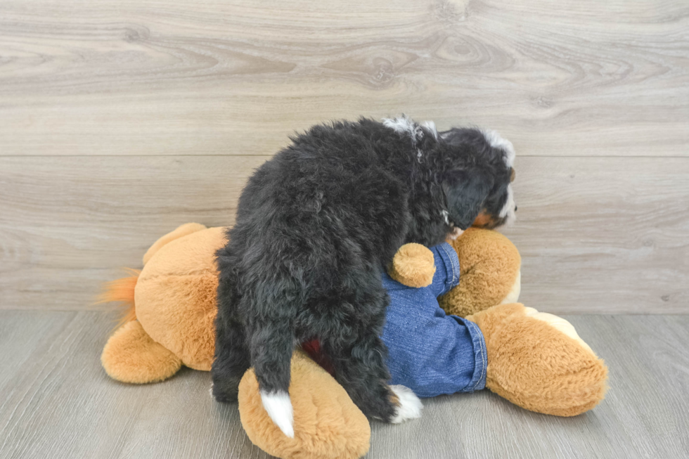 Mini Bernedoodle Pup Being Cute