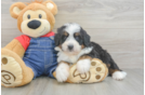 Popular Mini Bernedoodle Poodle Mix Pup