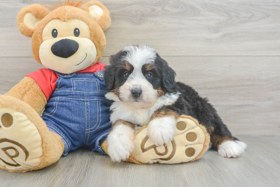Popular Mini Bernedoodle Poodle Mix Pup