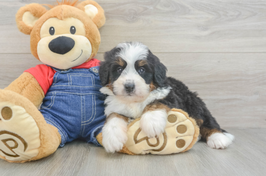 Popular Mini Bernedoodle Poodle Mix Pup