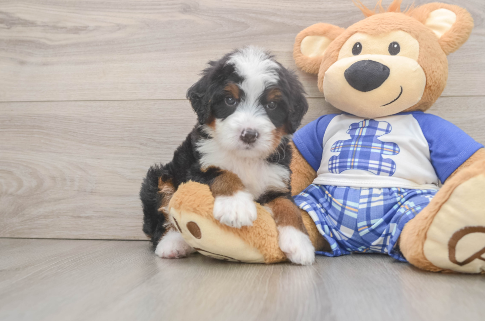 5 week old Mini Bernedoodle Puppy For Sale - Florida Fur Babies