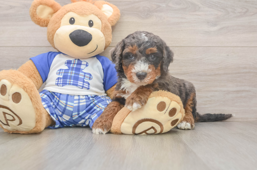 5 week old Mini Bernedoodle Puppy For Sale - Florida Fur Babies