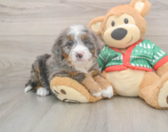 6 week old Mini Bernedoodle Puppy For Sale - Florida Fur Babies