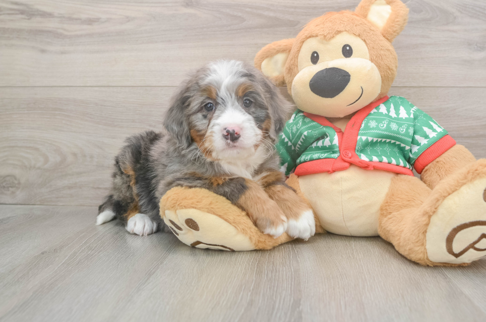 6 week old Mini Bernedoodle Puppy For Sale - Florida Fur Babies