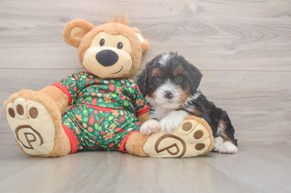 6 week old Mini Bernedoodle Puppy For Sale - Florida Fur Babies