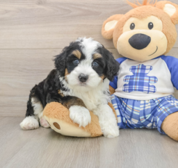 6 week old Mini Bernedoodle Puppy For Sale - Florida Fur Babies