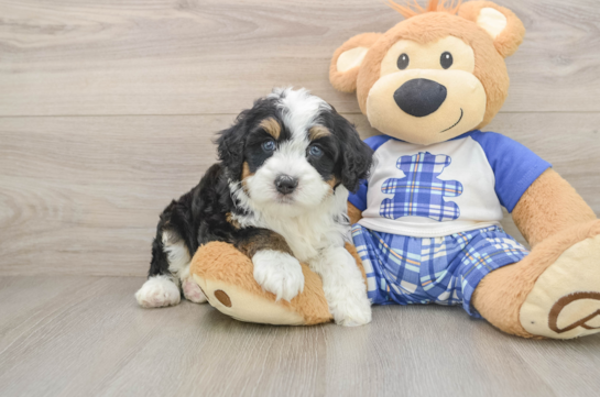 Funny Mini Bernedoodle Poodle Mix Pup