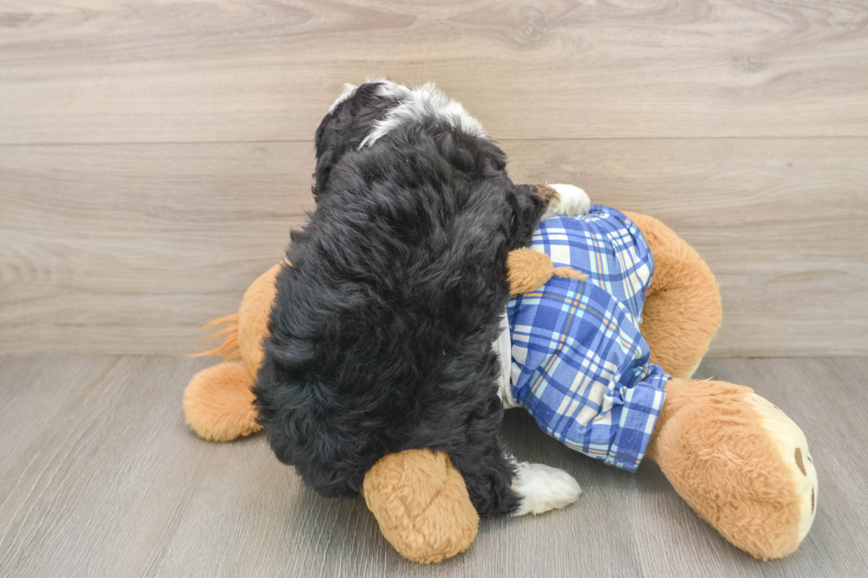 Cute Mini Bernedoodle Baby