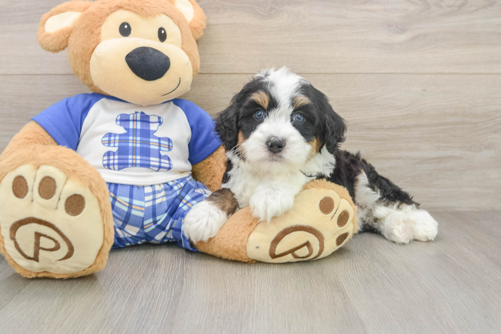 Little Bernese Doodle Poodle Mix Puppy