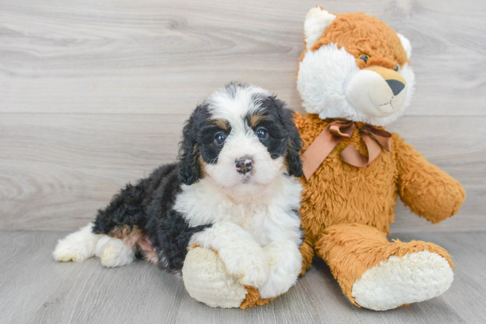 Petite Mini Bernedoodle Poodle Mix Pup