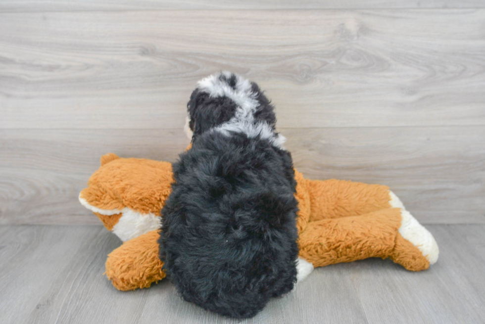 Adorable Bernadoodle Poodle Mix Puppy