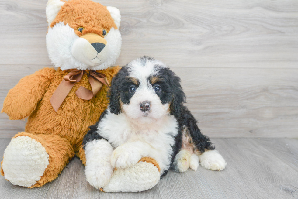 Mini Bernedoodle Puppy for Adoption