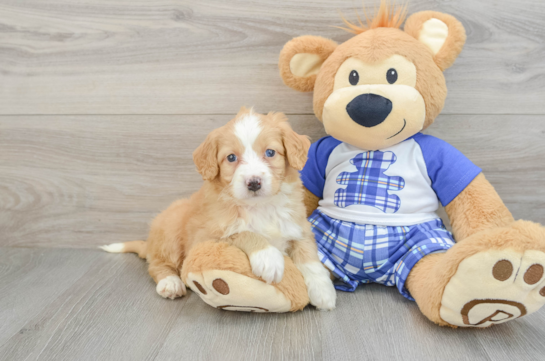 Sweet Mini Bernedoodle Baby