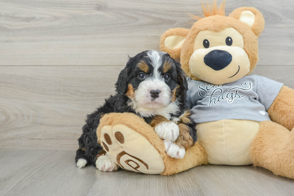 Mini Bernedoodle Pup Being Cute