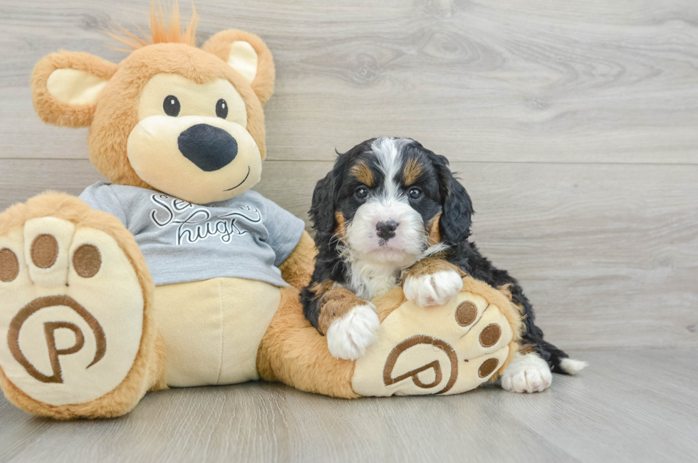 6 week old Mini Bernedoodle Puppy For Sale - Florida Fur Babies