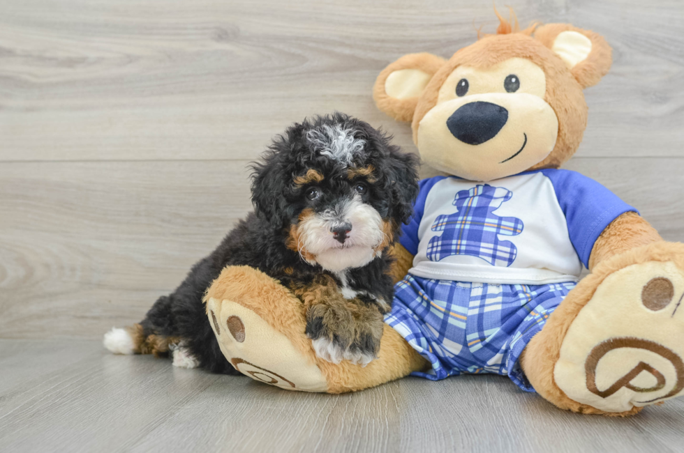 6 week old Mini Bernedoodle Puppy For Sale - Florida Fur Babies