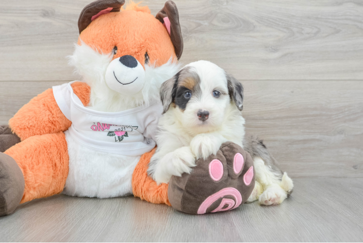 Best Mini Bernedoodle Baby