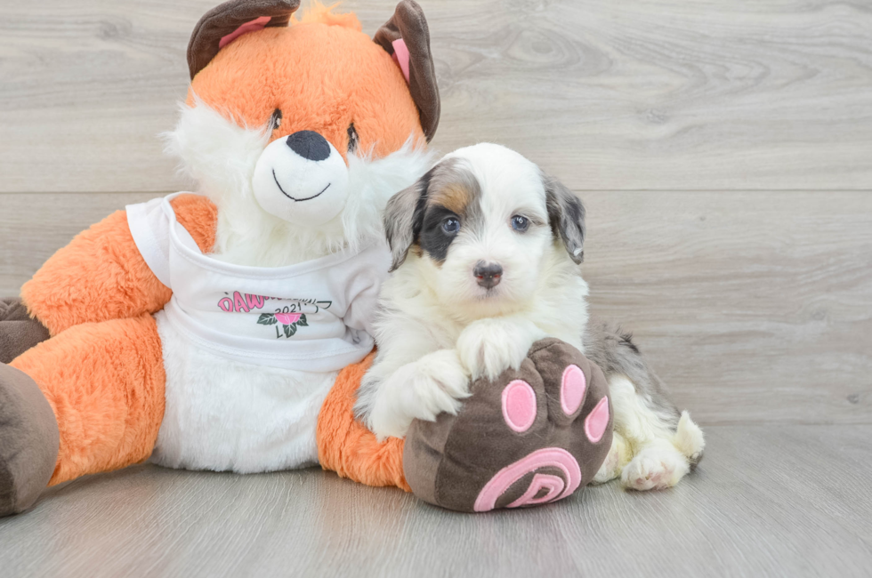 5 week old Mini Bernedoodle Puppy For Sale - Florida Fur Babies