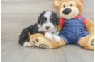 Mini Bernedoodle Pup Being Cute