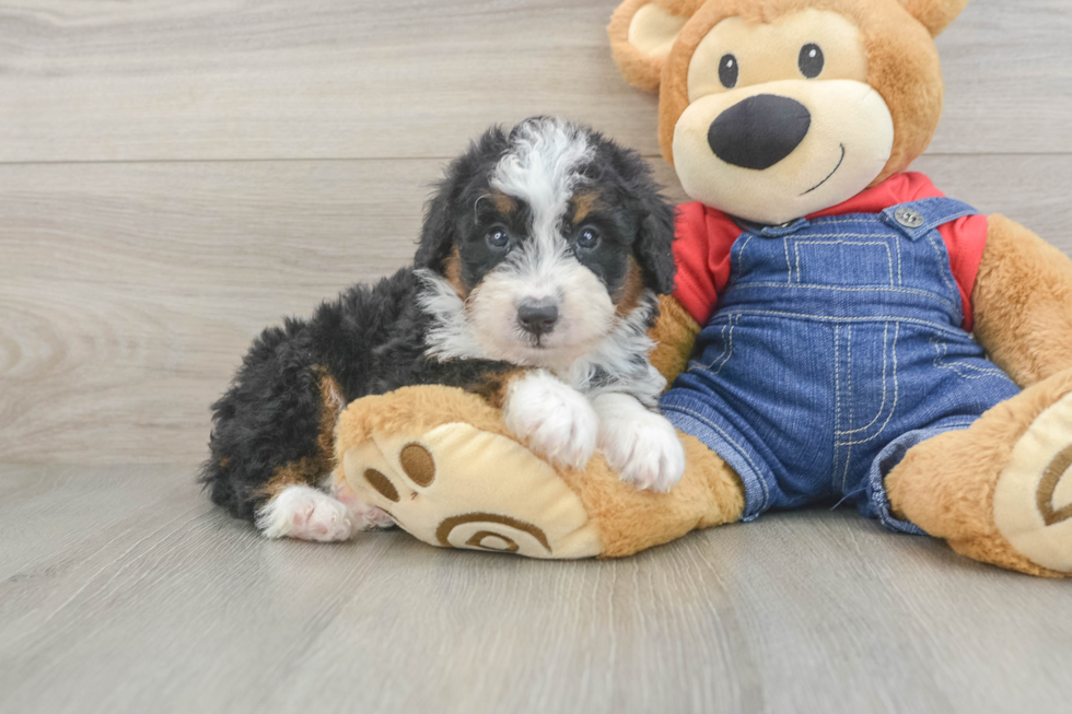 Mini Bernedoodle Pup Being Cute