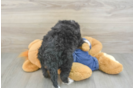 Mini Bernedoodle Puppy for Adoption