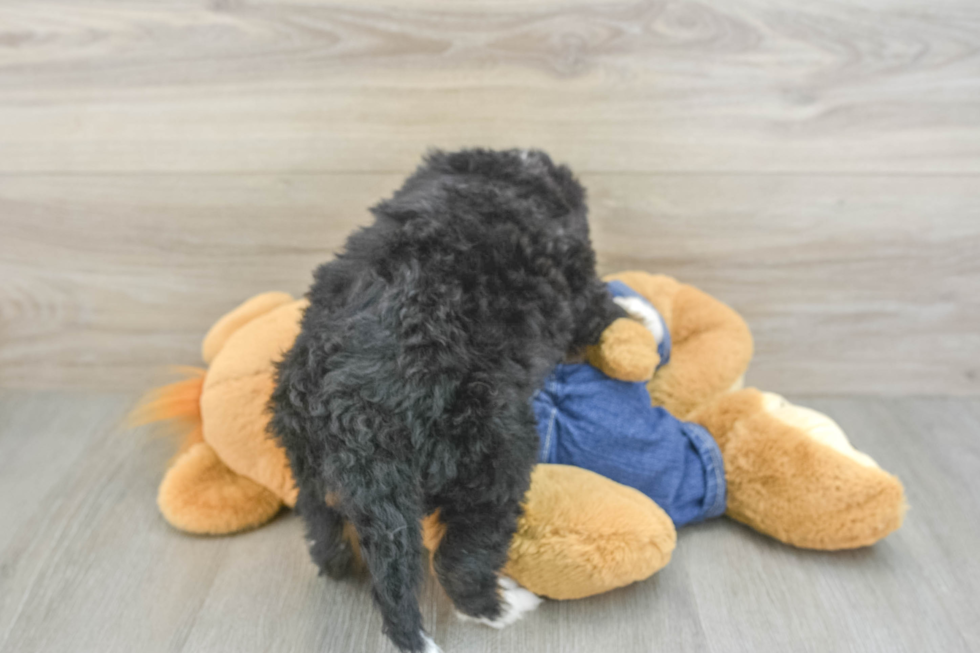 Mini Bernedoodle Puppy for Adoption