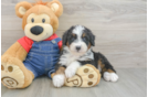 Little Mini Bernesedoodle Poodle Mix Puppy